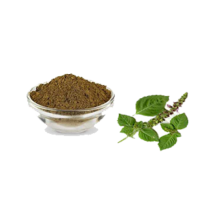 Tulsi - Ocimum sanctum powder